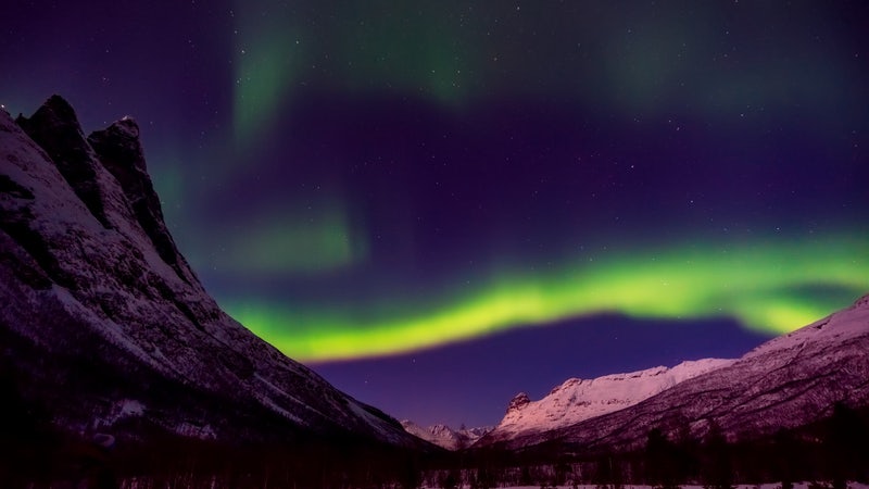 young-adult-lab-northern-lights